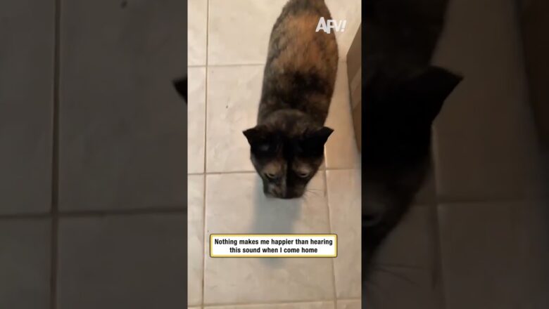 Nothing makes me happier than hearing this sound when I come home