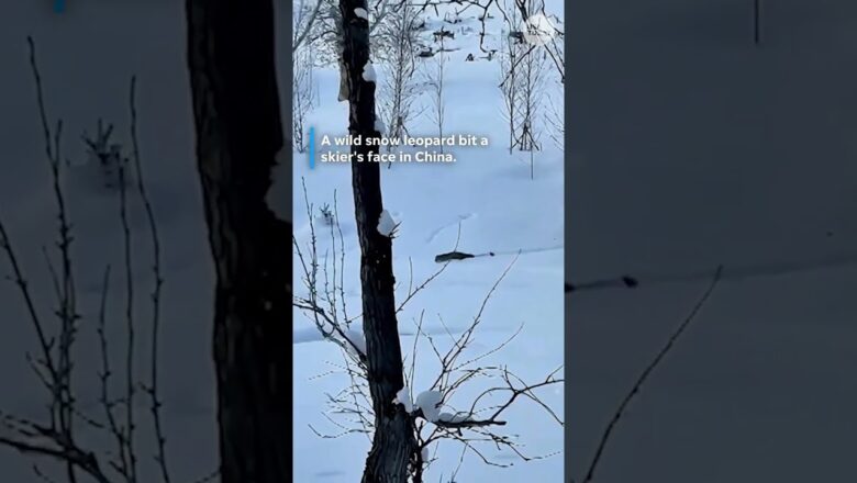 Skier survives snow leopard attack in China