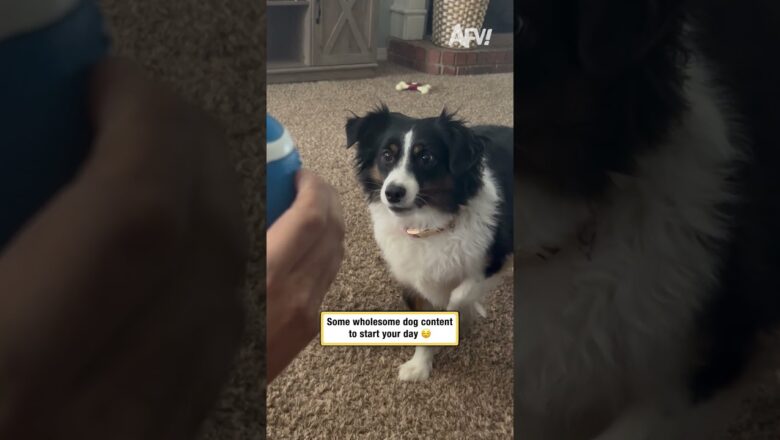 Some wholesome dog content to start your day 😌