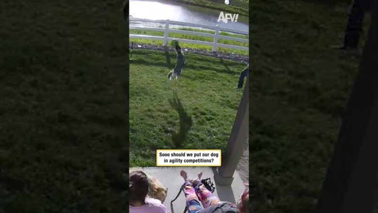 Sooo should we put our dog in agility competitions?