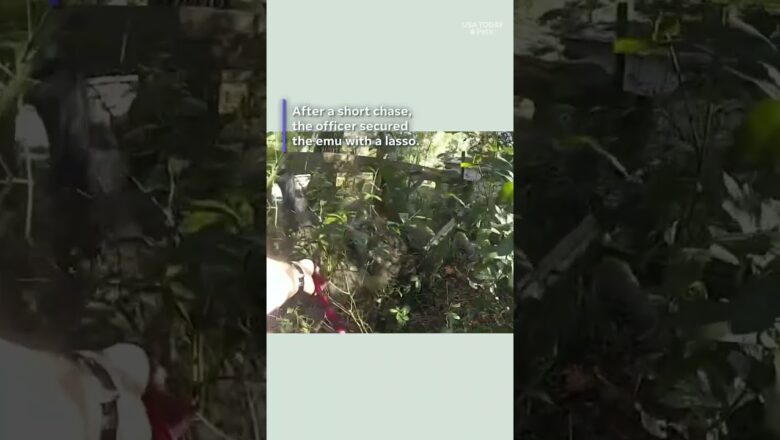 This emu tried to make a run for it but ended up in handcuffs