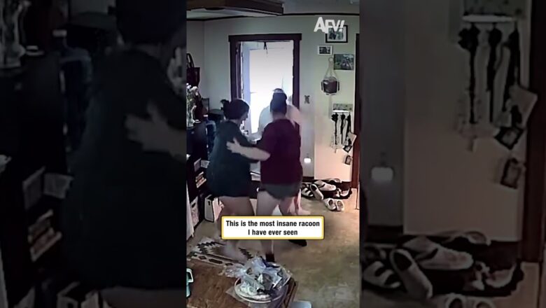 This is the most insane raccoon I’ve ever seen