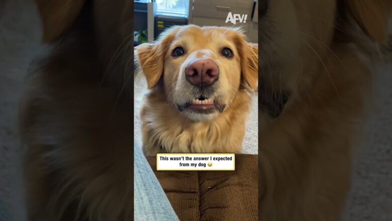This wasn’t the answer I expected from my dog