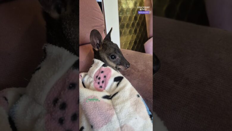 Wallaby separated from its mother rescued by wildlife sanctuary