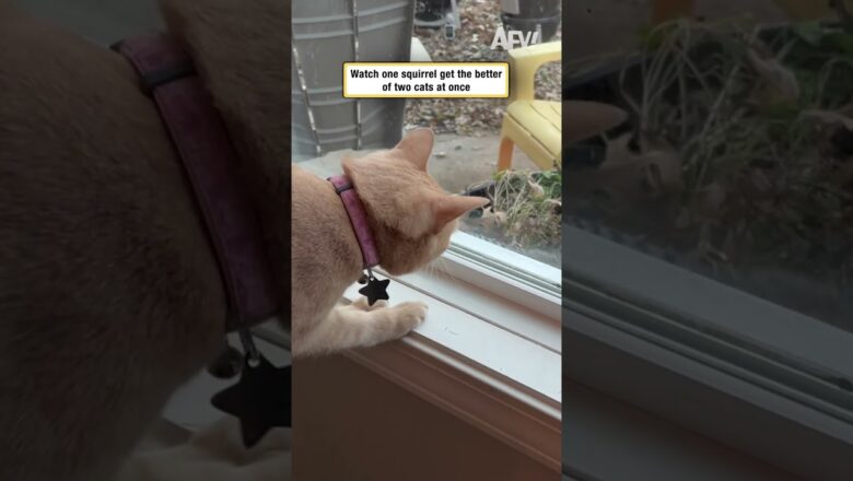 Watch one squirrel get the better of two cats at once