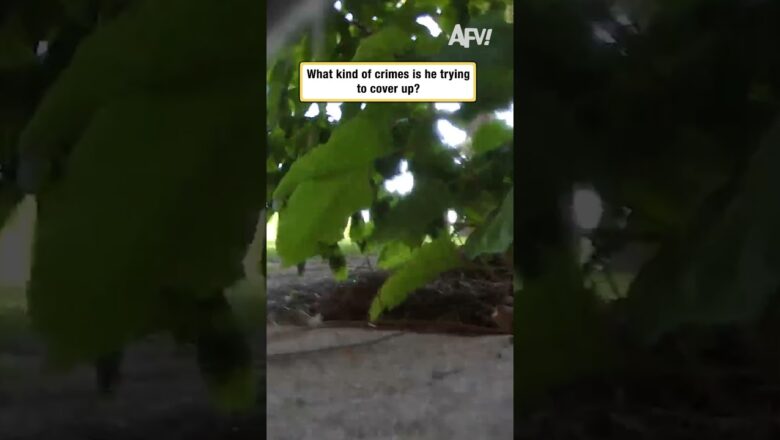 What kind of crimes is he trying to cover up?