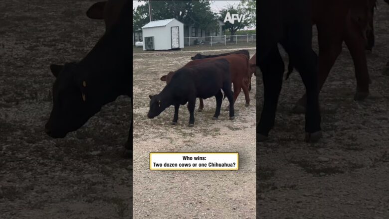 Who wins: Two dozen cows or one Chihuahua
