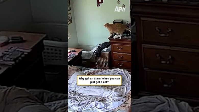 Why get an alarm when you can just get a cat?