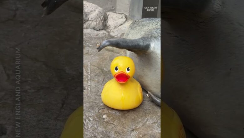 Adorable seal loves these rubber toys. See sweet videos.