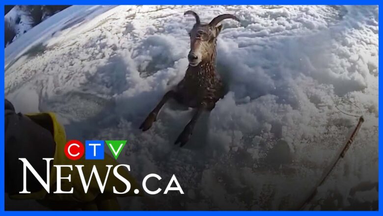 Bighorn sheep rescued after falling into icy river in Colorado