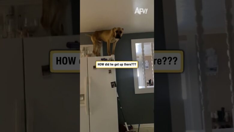 HOW did he get up there???