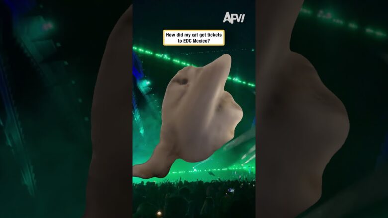 How did my cat get tickets to EDC Mexico?