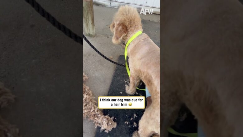 I think our dog was due for a hair trim 😂