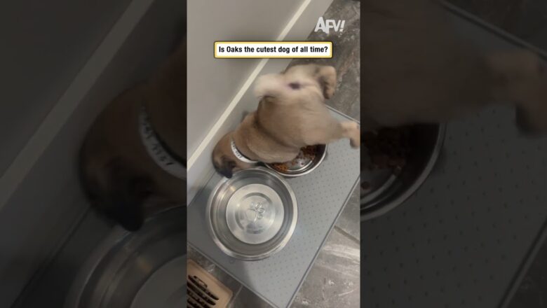 Is Oaks the cutest dog of all time?