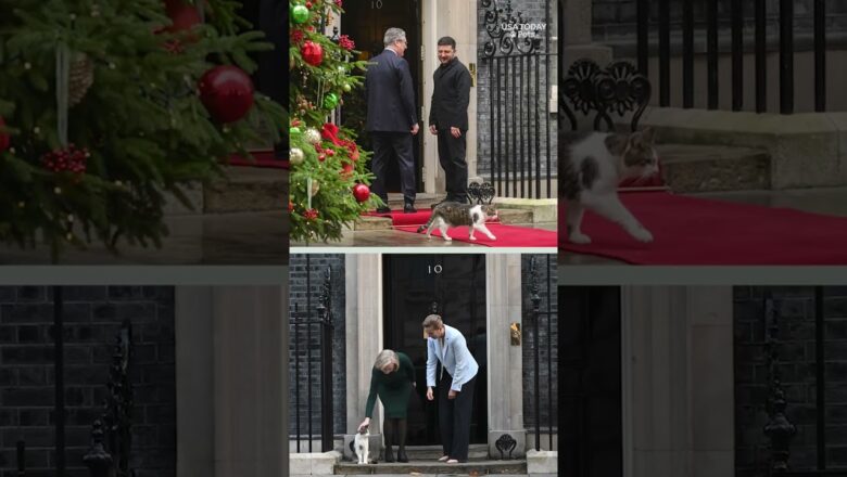 Larry the cat celebrates milestone work anniversary