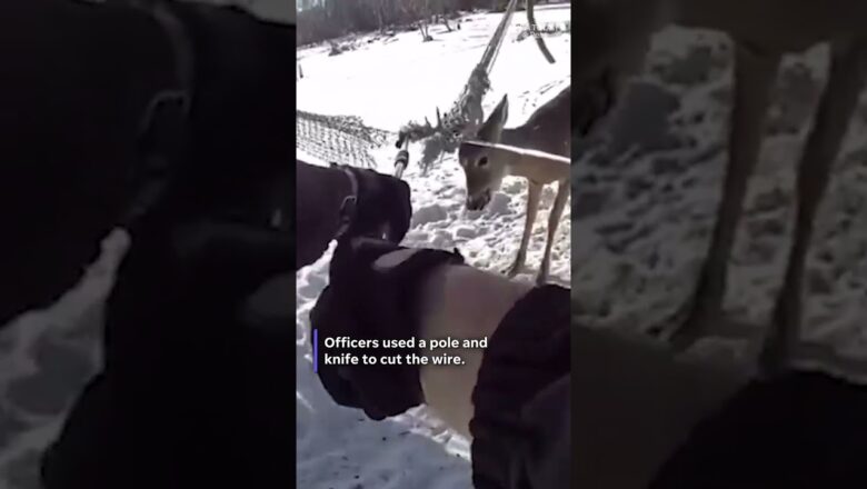 Makeshift saw freed deer trapped in Minnesota hammock. See the rescue.