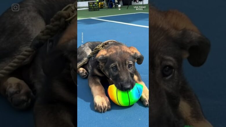 Milo Ventimiglia shares how his dog reshaped his family journey