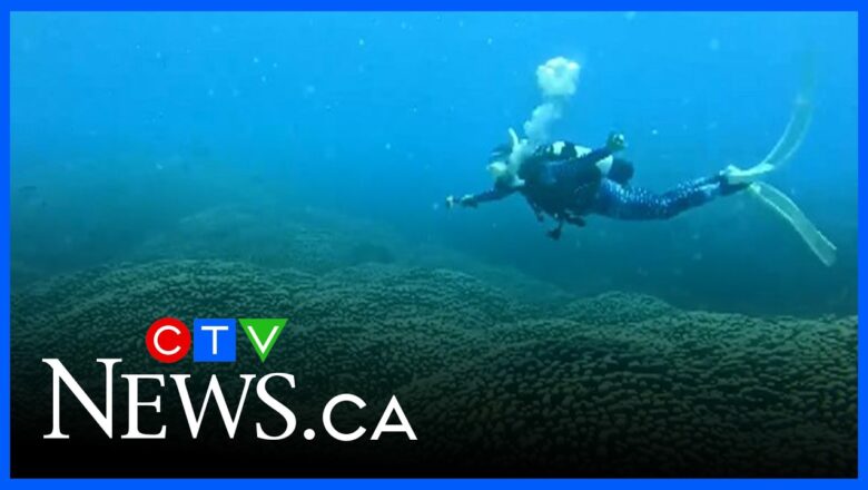 Mother-daughter dive uncovers the world’s largest coral colony in Australia