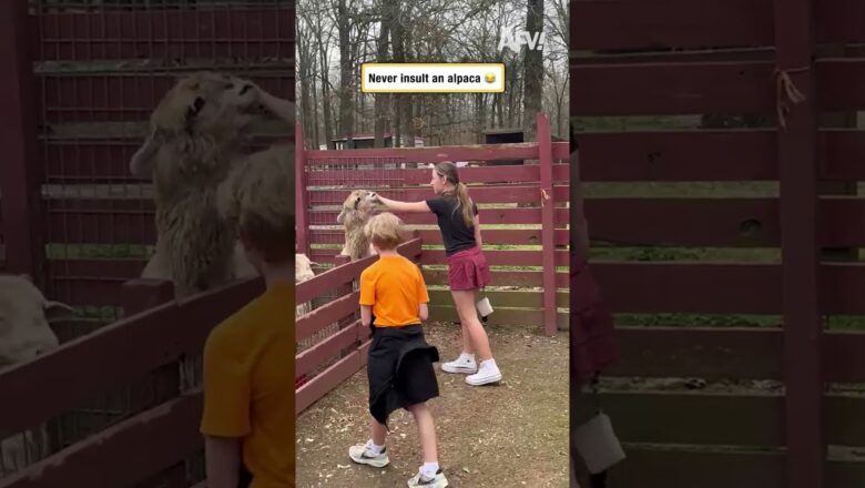 Never insult an alpaca 😂