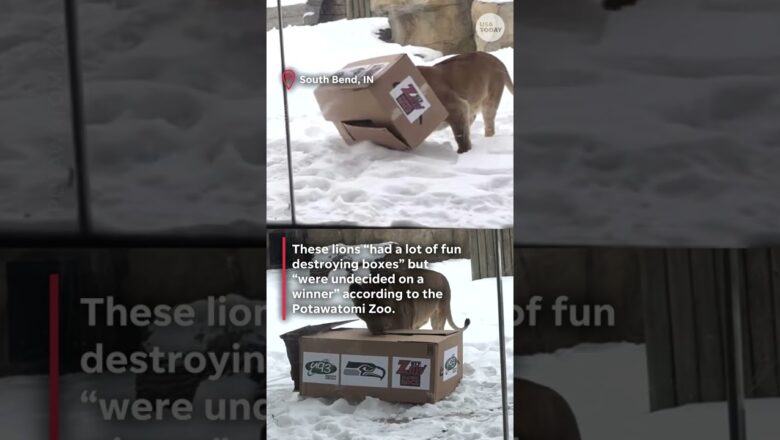 Patriots vs. Seahawks: Which team did these animals pick to win the Super Bowl?