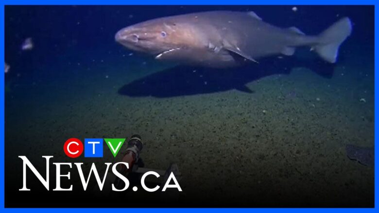 Rare sleeper shark filmed in freezing, deep waters of Antarctica