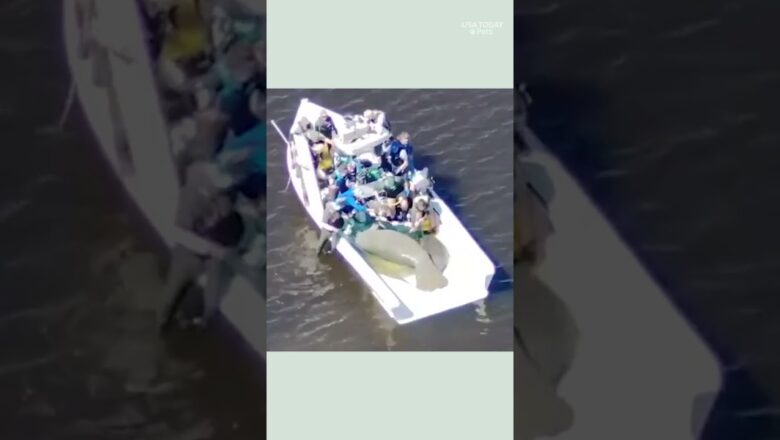 See mother manatee and her calf rescued from Florida river