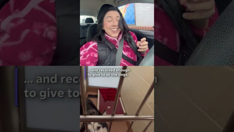 Shelter dogs got the sweetest surprise thanks to coffee shop. See their reactions.