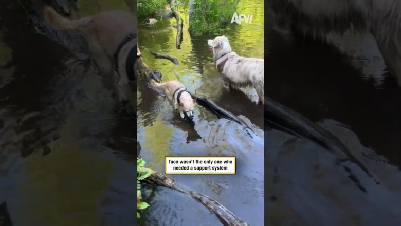 Taco wasn’t the only one who needed a support system