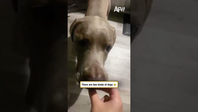 There are two kinds of dogs 😂