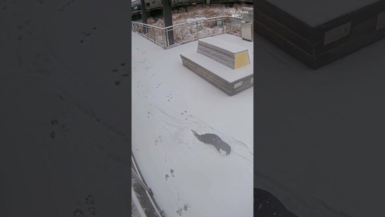 These otters love fresh snow. See the animals play.