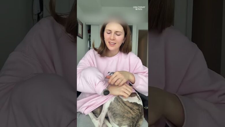 This dog has a favorite spot, tucked inside his owner’s sweater