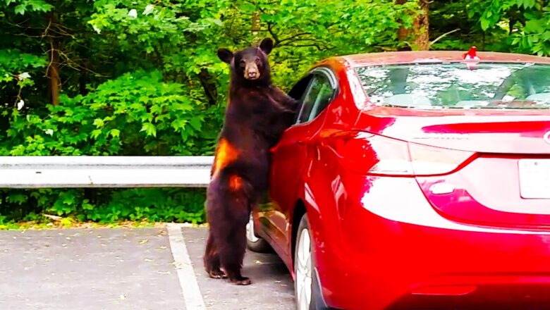 This is the Most INSANE Bear I’ve Ever Seen 🐻 Funniest Wild Animal Videos Ever