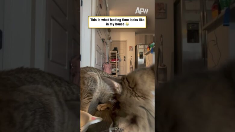 This is what feeding time looks like in my house 😹