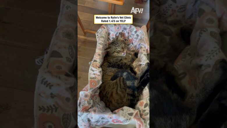 Welcome to Rylin’s Vet Clinic: Rated 1.4/5 on YELP