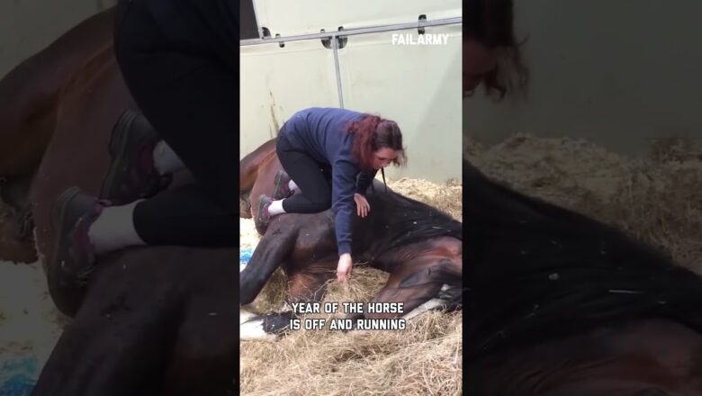 Welcome to the Year of the Horse 🐎