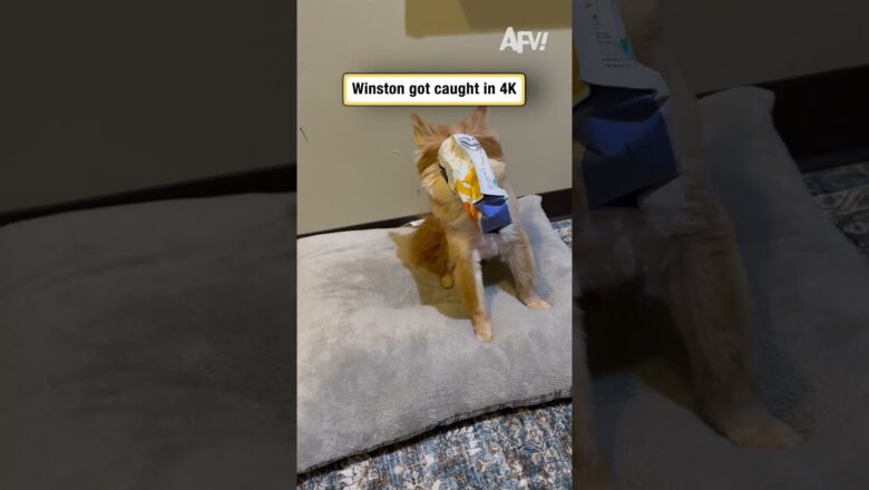 Winston gets caught in 4K