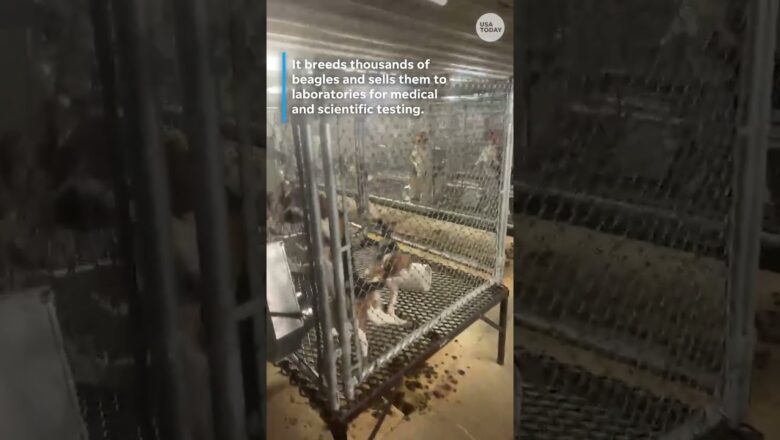 Activists take 23 dogs from Wisconsin beagle farm accused of cruelty