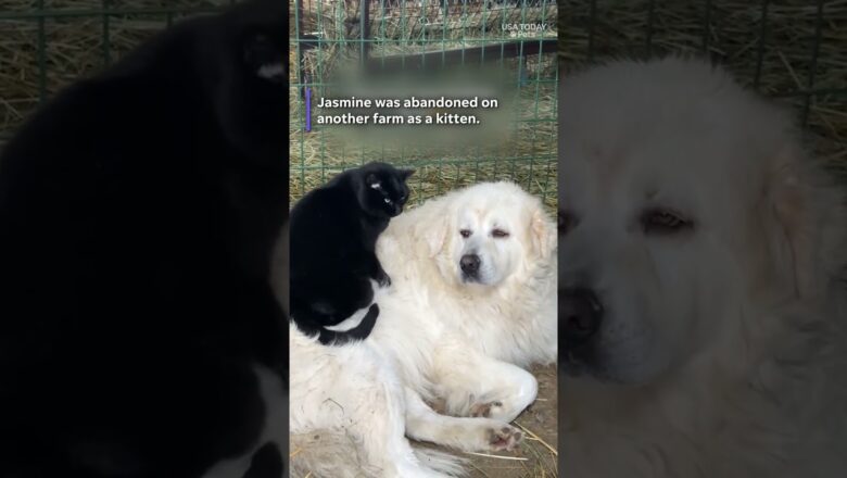 Adorable love story of a cat and dog. See their sweet bond.