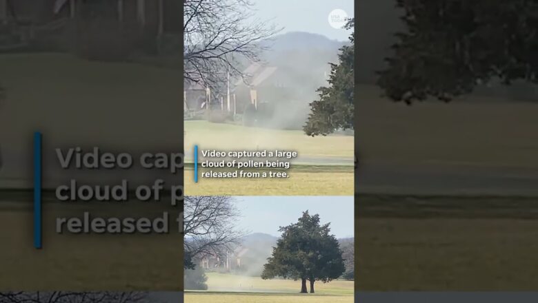 Allergy sufferers may want to prepare. See ‘pollen bomb’ fly from tree.