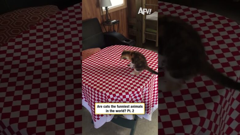 Are cats the funniest animals in the world? Pt. 2