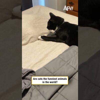 Are cats the funniest animals in the world?