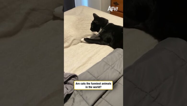 Are cats the funniest animals in the world?