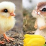 AWW Animals SOO Cute! Cute baby animals Videos Compilation cute moment of the animals #4 2026