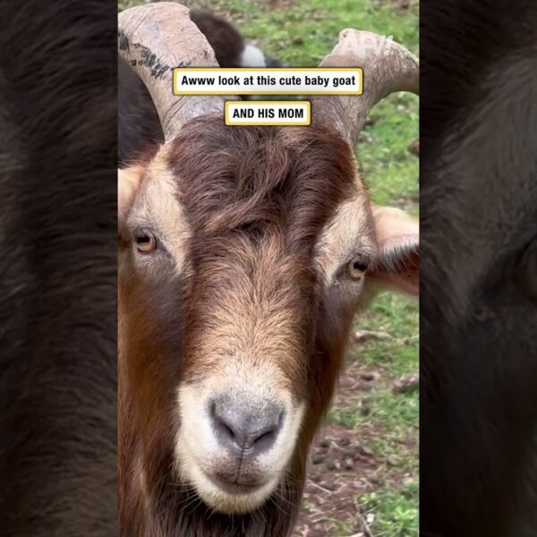 Awww look at this cute baby goat