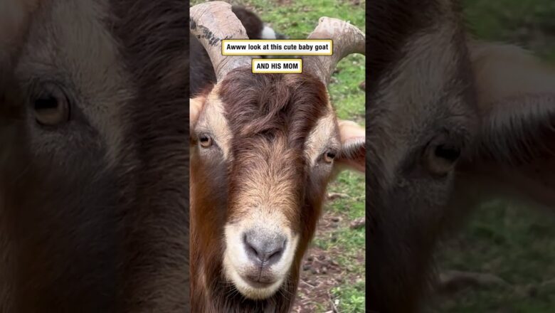 Awww look at this cute baby goat