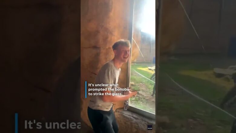 Bonobo smashes glass barrier at zoo exhibit