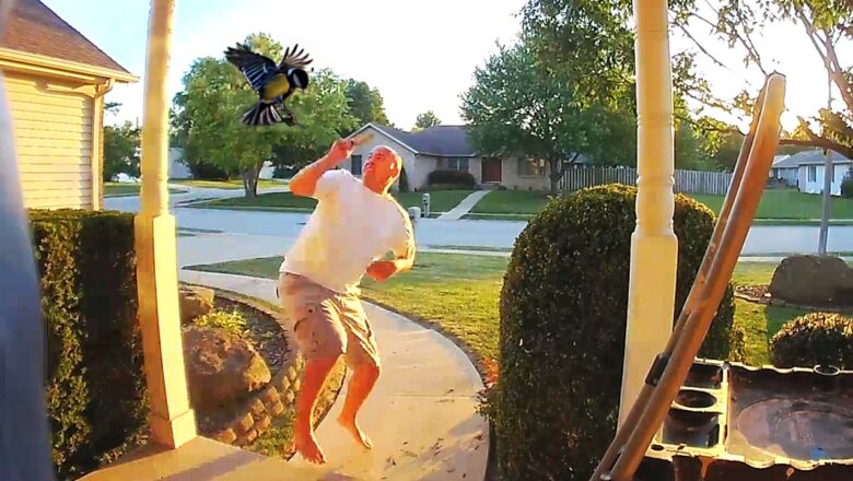 CAUGHT IN 4K! 😆 Best Security Camera Fails