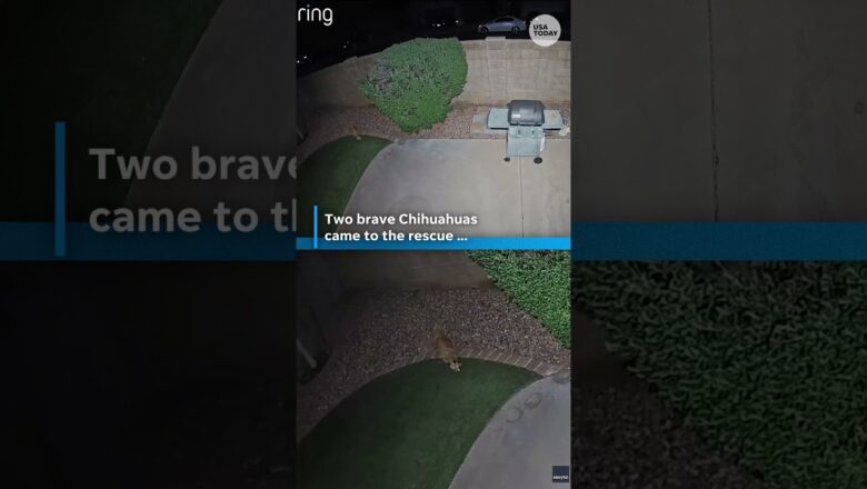 Chihuahuas protect shih tzu during coyote encounter