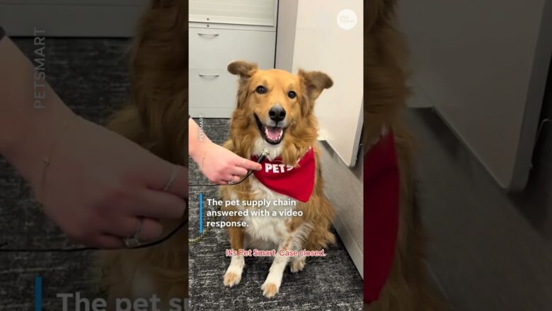 Comedian’s burning question for pet store sparks viral song
