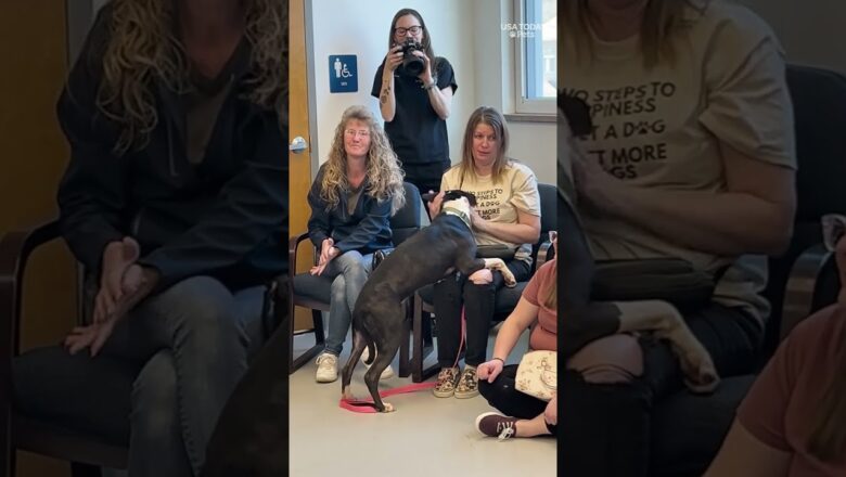 Is this the future of dog adoption? See dogs pick their new family.